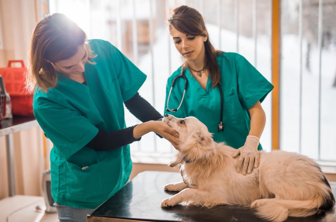 Veterinario atendiendo una mascota