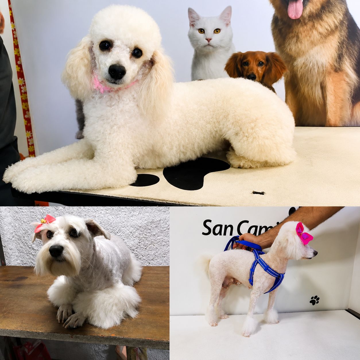 Peluquería Veterinaria San Camilo